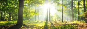 Leadership and executive coaching, sunlight through the trees